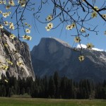 Yosemite's Half Dome with Dogwood Blossoms