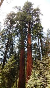 Nelder Grove of Giant Sequoias