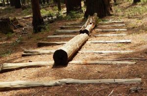 Cross-Log Chute, Nelder Grove of Giant Sequoias