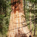 Bull Buck Tree, Nelder Grove of Giant Sequoias