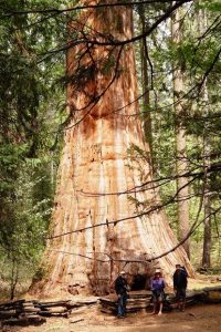 Bull Buck Tree, Nelder Grove of Giant Sequoias