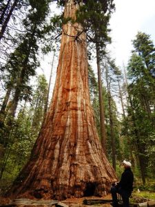 Ira with Bull Buck Tree, Nelder Grove of Giant Sequoias