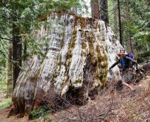 Daniel and Sequoia Stump, Nelder Grove of Giant Sequoias