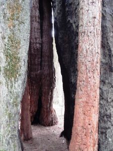 Chimney Tree, Nelder Grove of Giant Sequoias