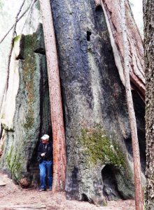 Chimney Tree, Nelder Grove of Giant Sequoias