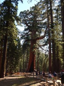 Mariposa Grove: Grizzly Giant