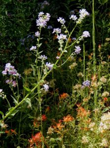 Mariposa Grove: Stickweed and Indian Paintbrush