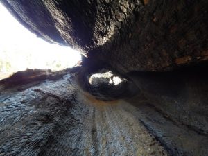 Mariposa Grove: Hollow Sequoia, looking up!