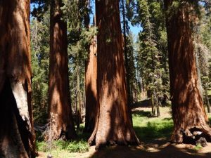 Mariposa Grove: Clustered Sequoias