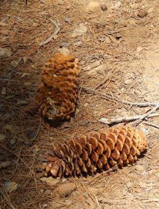 Mariposa Grove: Sugar Pine Cones
