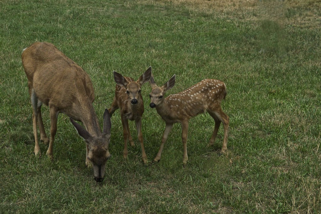 Doe with Fawns