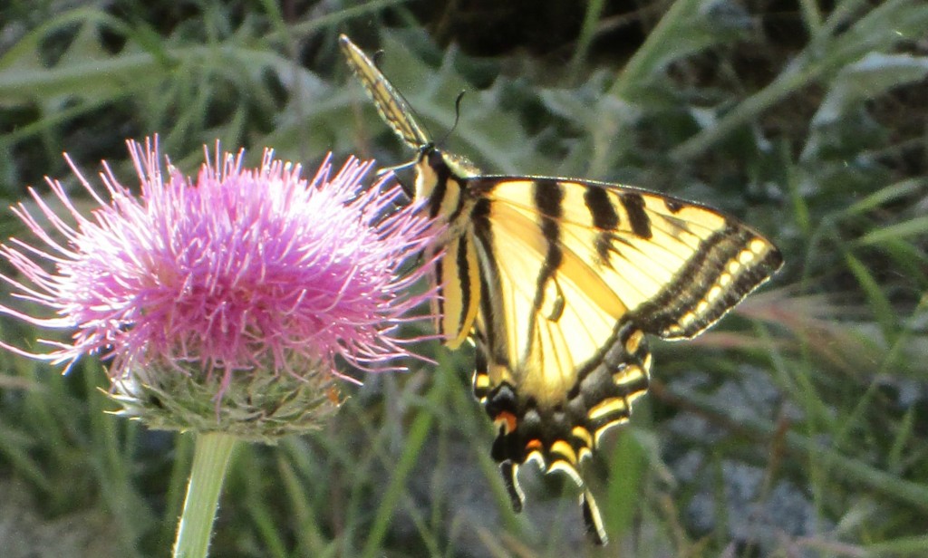 Butterfly and thistle