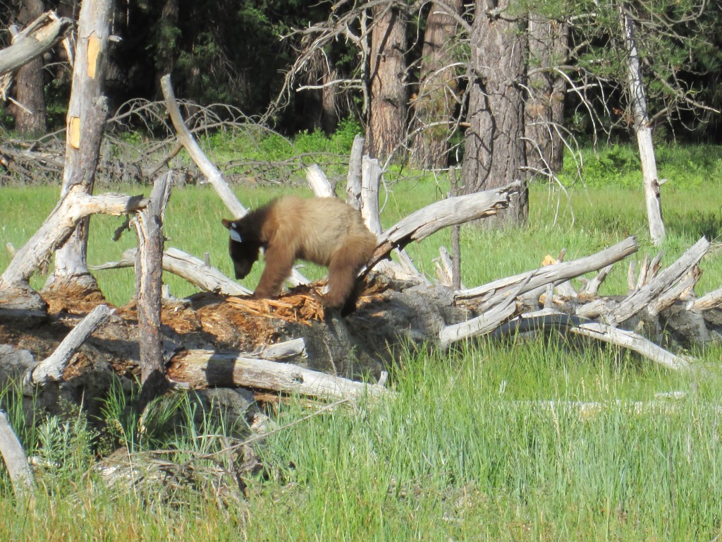 Bear digging for termites