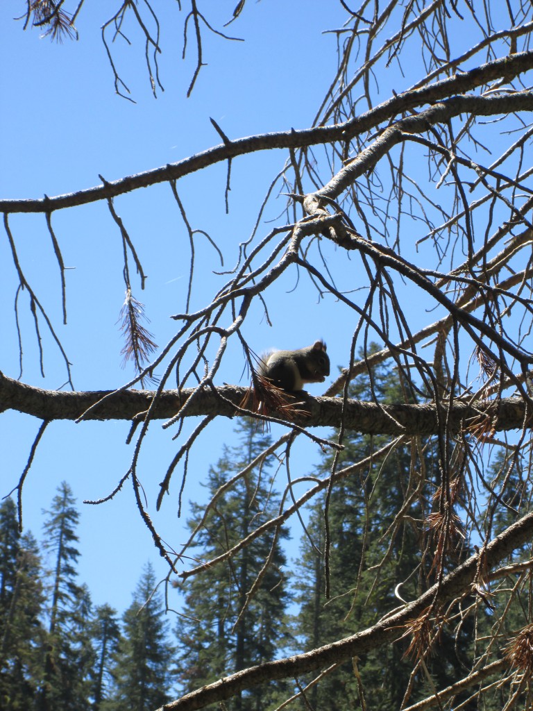 Squirrel in tree