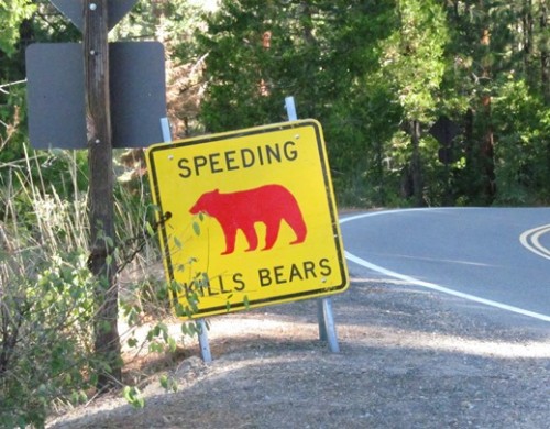 Speeding Kills Bears