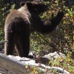 Black Bear Grazing on Currants3