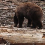 Yosemite Black Bear