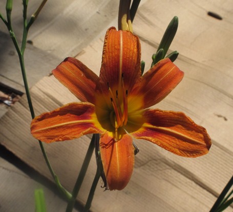 day lilies 