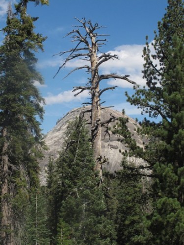 Sentinel Dome through the tree