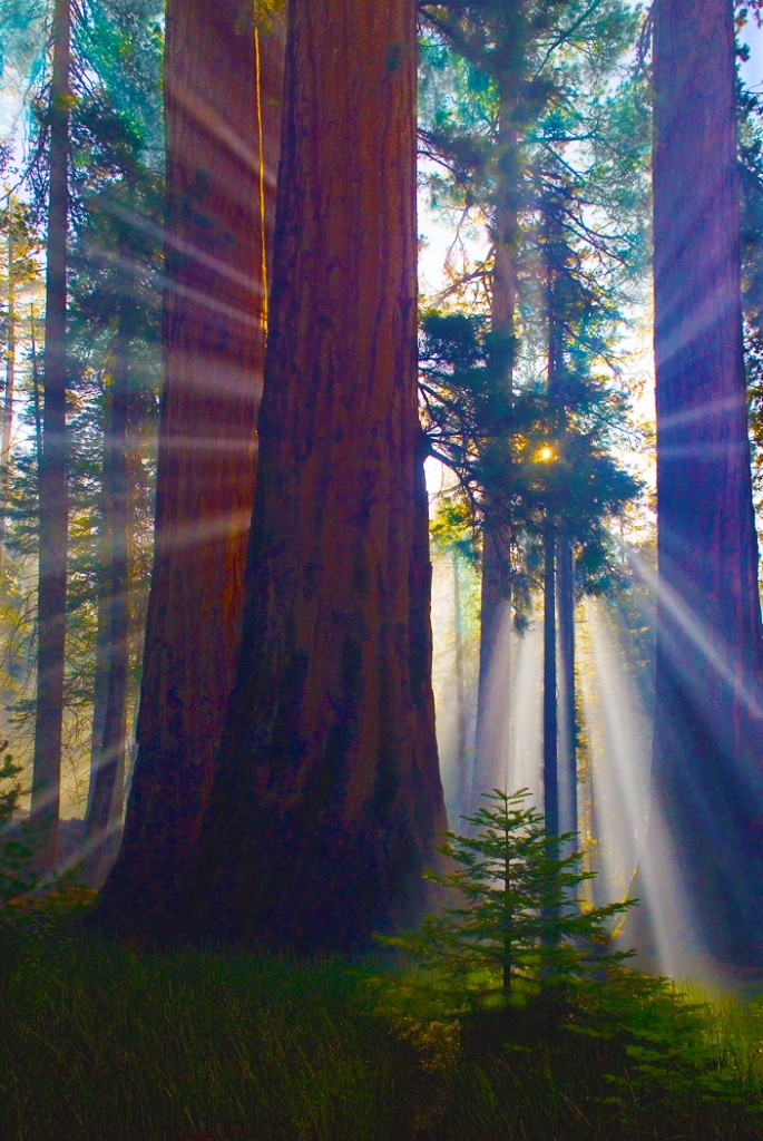 Sequoia Trees Yosemite