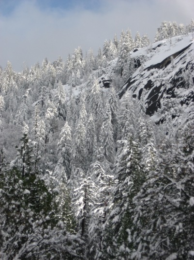 Winter Conifers