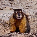 Yellow Bellied Marmot in Yosemite National Park