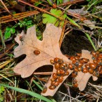 Black Oak leaf and Lady Bird Beetles