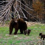 Black Bear mother and cubs