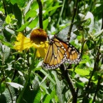 Monarch Butterfly on sub-alpine daisy