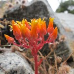 Stonecrop wildflower, Yosemite Valley